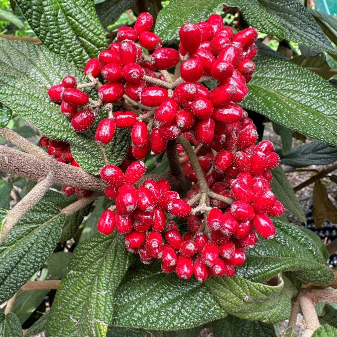 Viburnum x rhytidophyllum 'Holland'