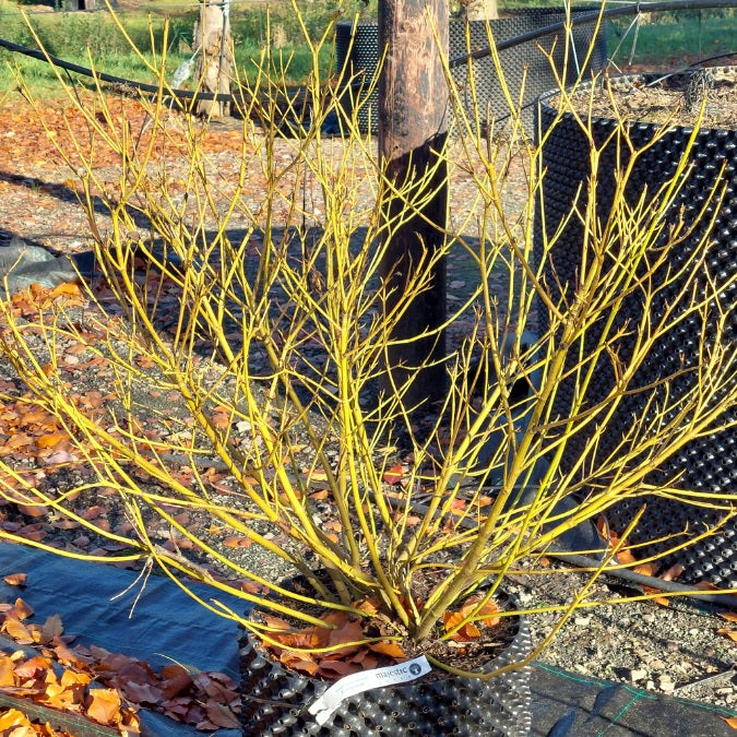 Cornus sericea 'Flaviramea'