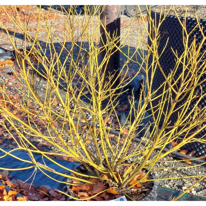 Cornus sericea 'Flaviramea'