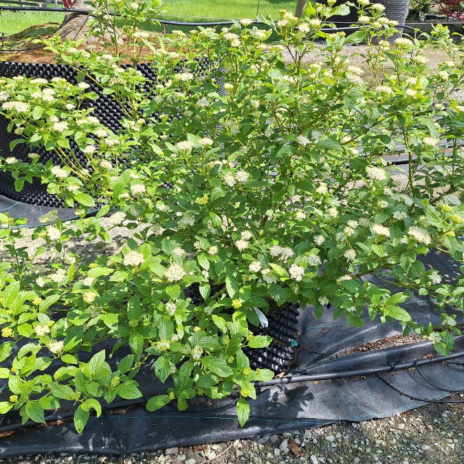 Cornus sericea 'Flaviramea'