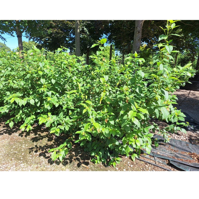 Cornus sericea 'Flaviramea'