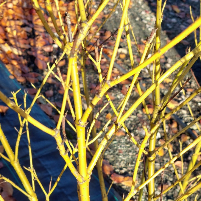 Cornus sericea 'Flaviramea'