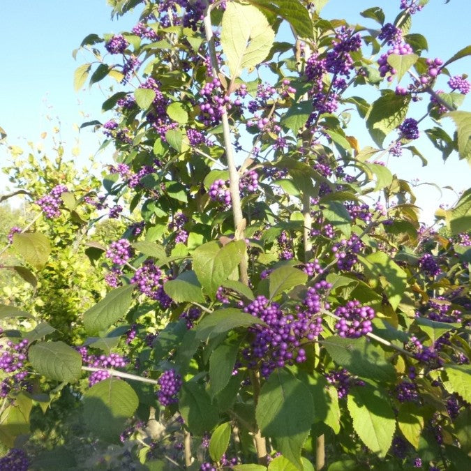 Callicarpa bodinieri v. giraldii 'Profusion'