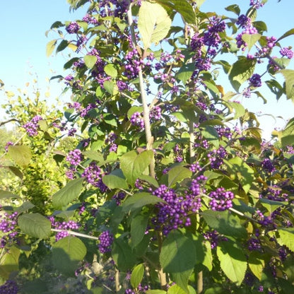 Callicarpa bodinieri v. giraldii 'Profusion'