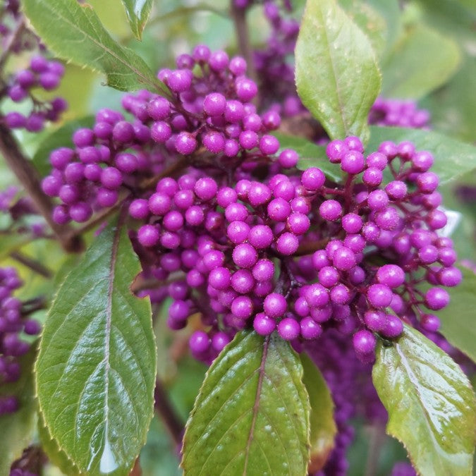 Callicarpa bodinieri v. giraldii 'Profusion'