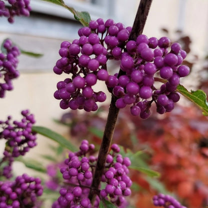 Callicarpa bodinieri v. giraldii 'Profusion'