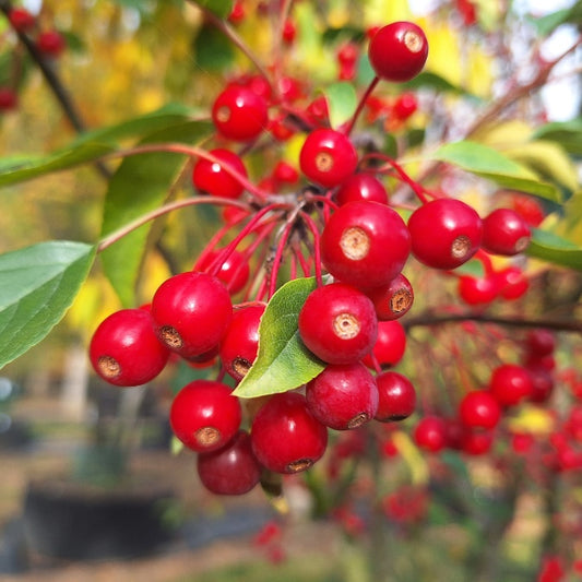 Malus coronaria v. dasycalyx 'Charlottae'