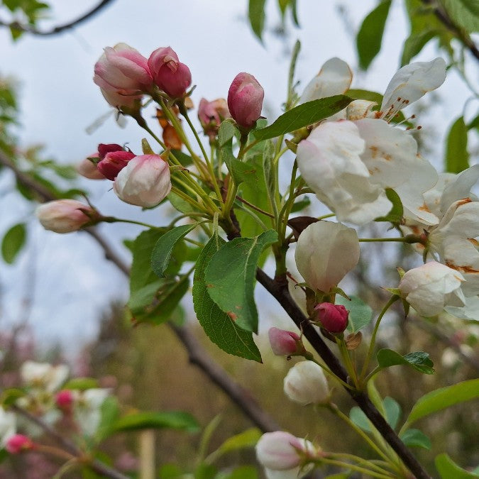 Malus coronaria v. dasycalyx 'Charlottae'