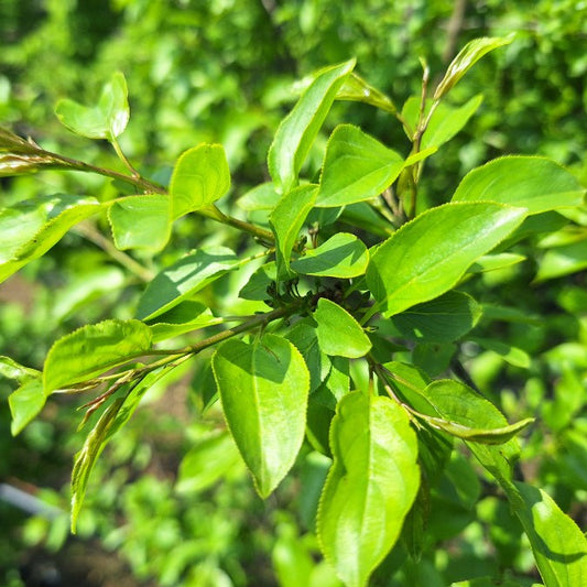 Rhamnus cathartica (Hedging)