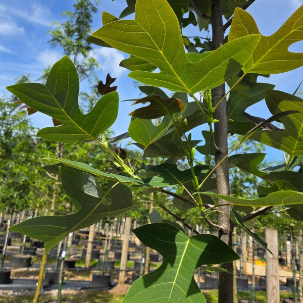 Liriodendron chinense