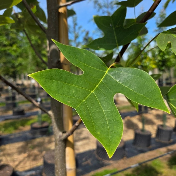 Liriodendron chinense