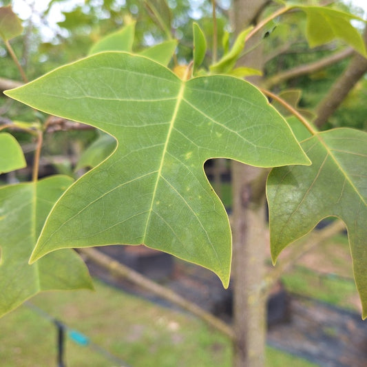 Liriodendron chinense