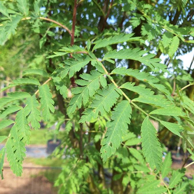 Sorbus aucuparia 'Asplenifolia'