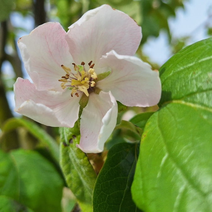 Cydonia oblonga 'Champion'