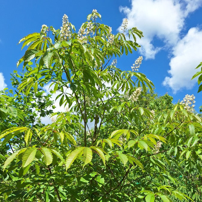 Aesculus chinensis