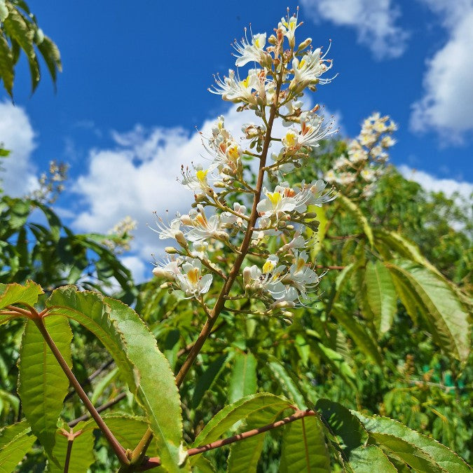 Aesculus chinensis