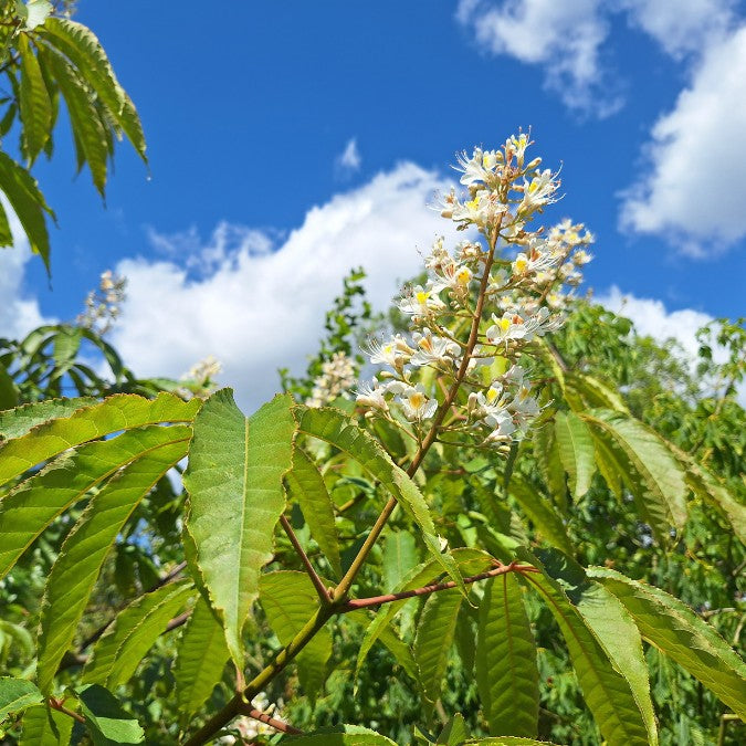 Aesculus chinensis