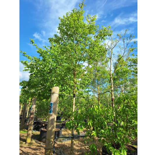 Fraxinus mandshurica