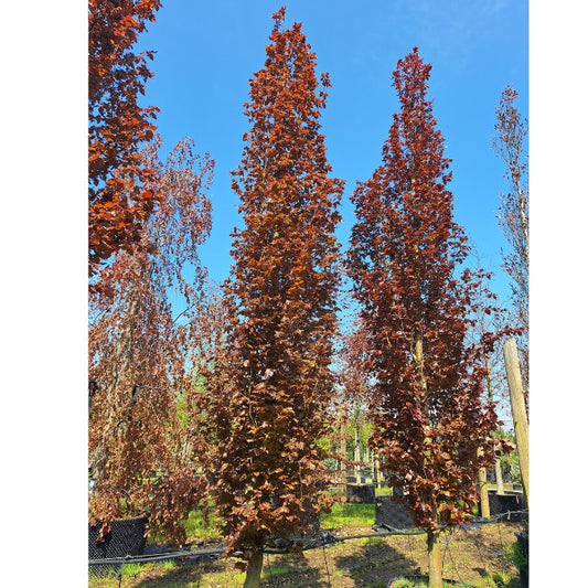 Fagus sylvatica 'Rohan Obelisk'