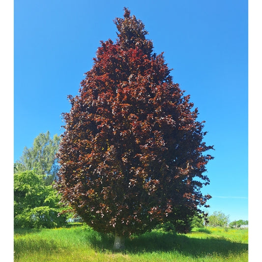 Fagus sylvatica 'Rohan Obelisk'