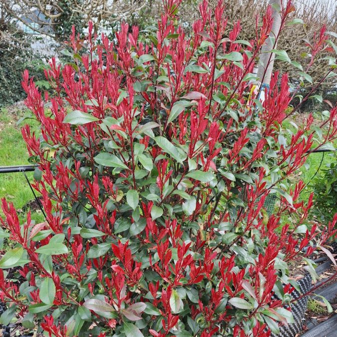 Photinia x fraseri 'Carré Rouge' (Hedging) – Majestic Trees