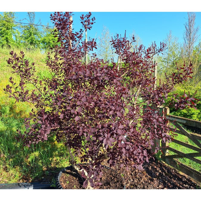 Cotinus coggygria 'Dusky Maiden'