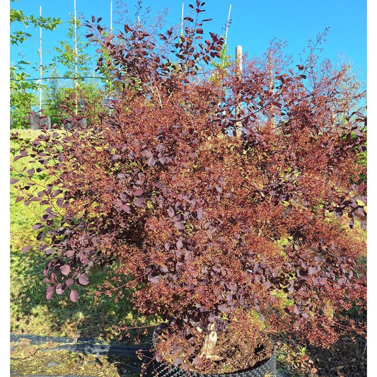 Cotinus coggygria 'Dusky Maiden'