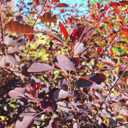 Cotinus coggygria 'Dusky Maiden'