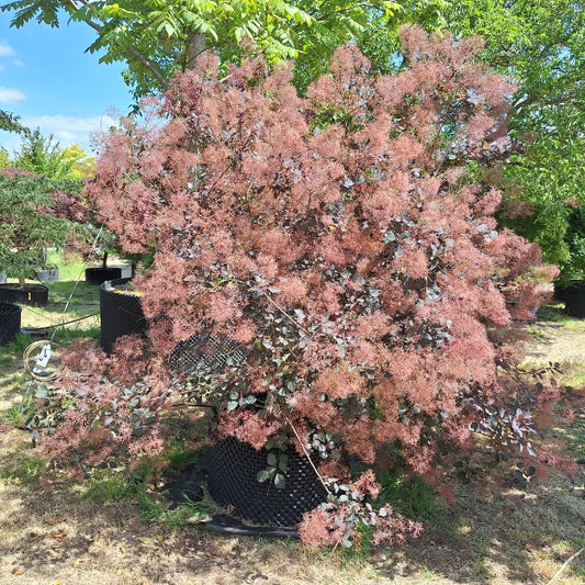 Cotinus coggygria 'Dusky Maiden'