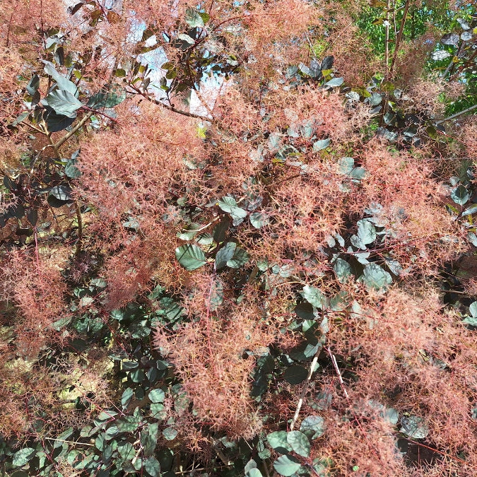 Cotinus coggygria 'Dusky Maiden'