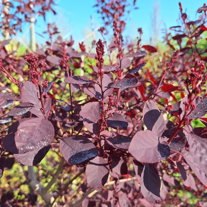 Cotinus coggygria 'Dusky Maiden'