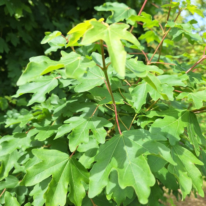 Acer campestre 'Anny's Globe'