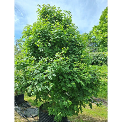 Acer campestre 'Anny's Globe'