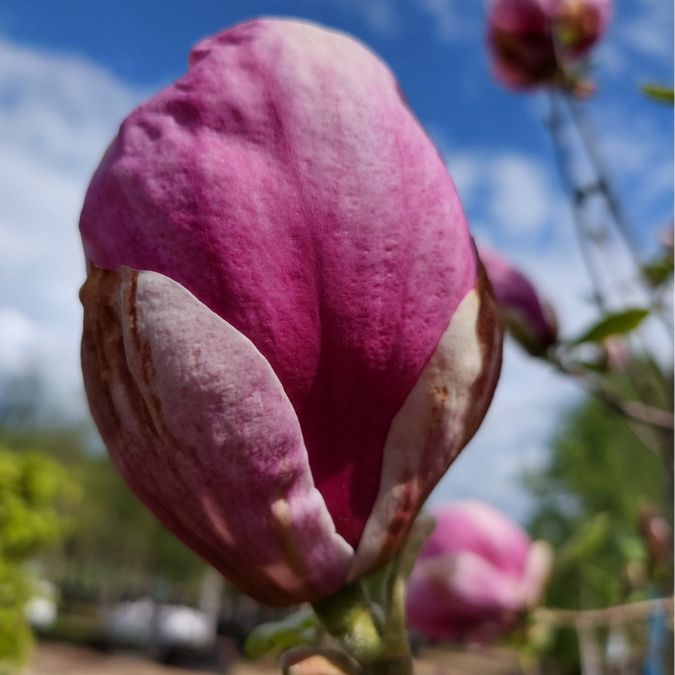 Magnolia x soulangeana 'Lennei'