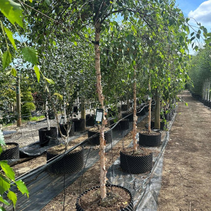 Betula nigra 'Summer Cascade'