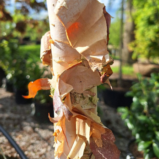 Betula nigra 'Summer Cascade'