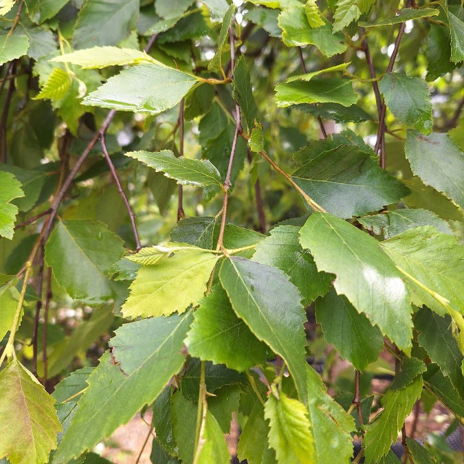 Betula nigra 'Summer Cascade'