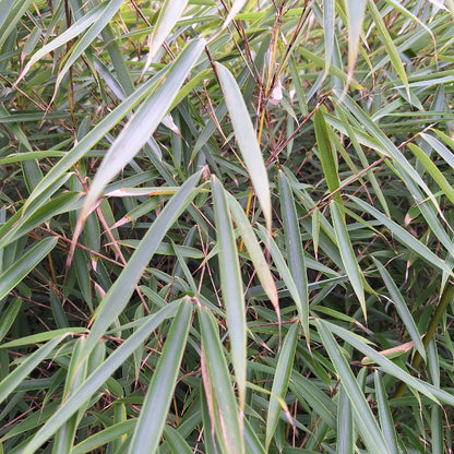 Fargesia nitida 'Great Wall'