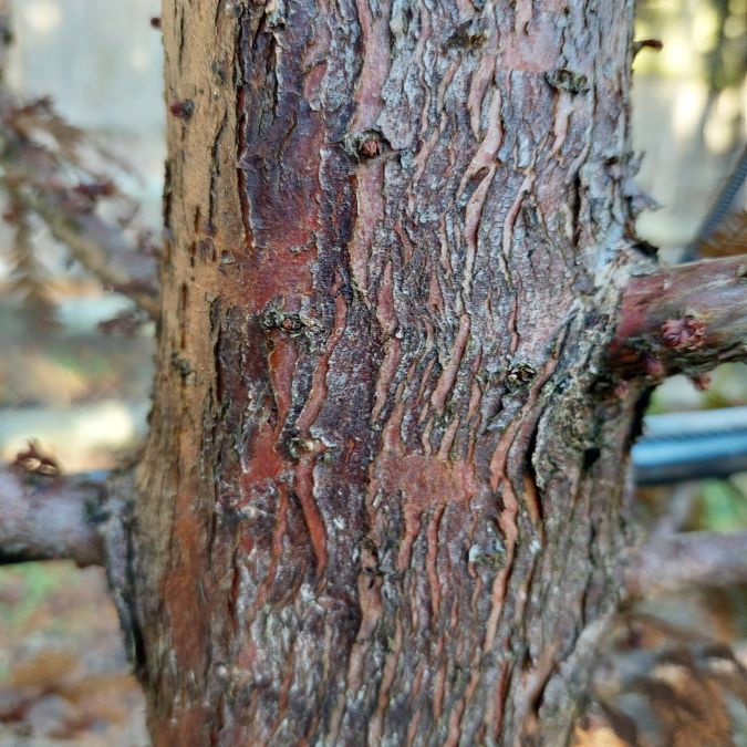 Taxodium distichum 'Pévé Minaret'