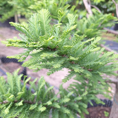 Taxodium distichum 'Pévé Minaret'