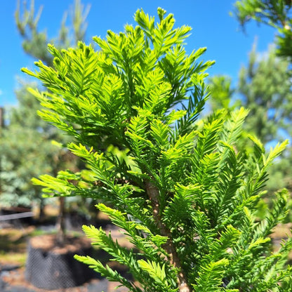 Taxodium distichum 'Pévé Minaret'