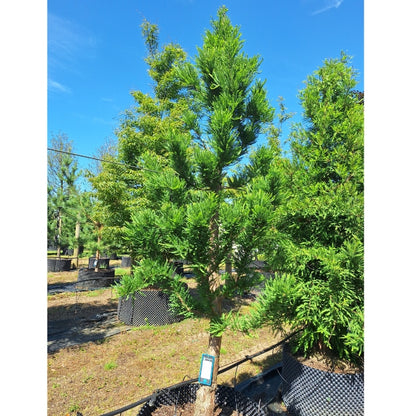 Taxodium distichum 'Pévé Minaret'