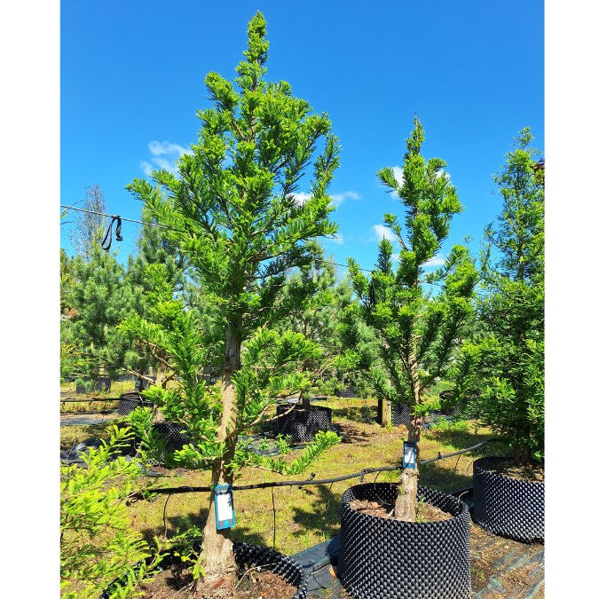 Taxodium distichum 'Pévé Minaret'