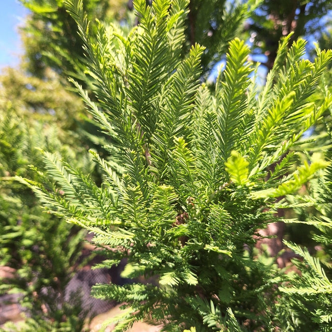 Taxodium distichum 'Pévé Minaret'