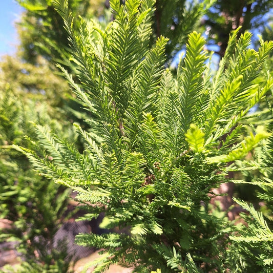 Taxodium distichum 'Pévé Minaret'