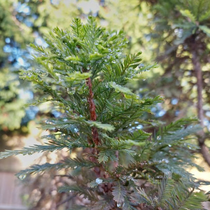 Taxodium distichum 'Pévé Minaret'