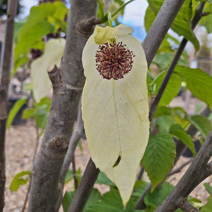 Davidia involucrata 'Sonoma'