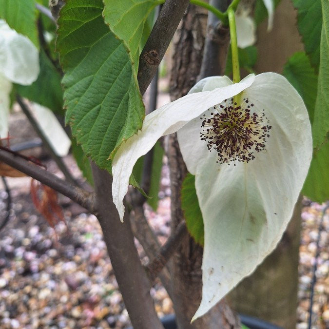 Davidia involucrata 'Sonoma'