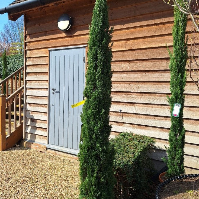 Cupressus sempervirens 'Totem'