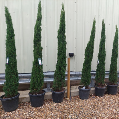 Cupressus sempervirens 'Totem'